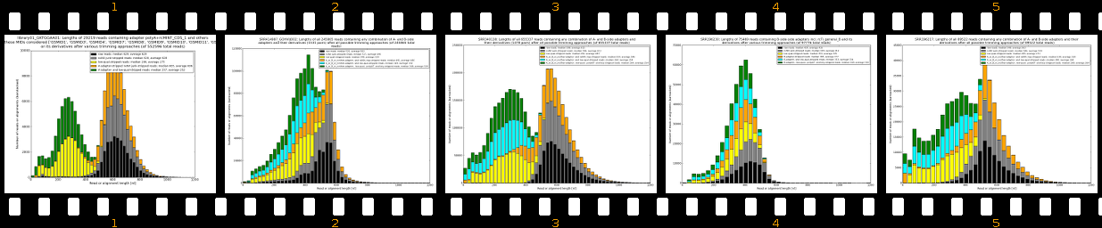 summarized_read_lengths_1