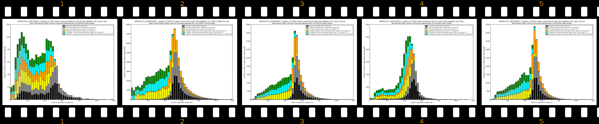 summarized_read_lengths_3